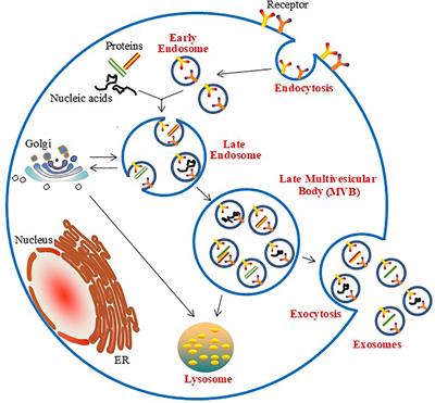 Cardiomyocyte-Derived Exosomes: Biological Functions and Potential Therapeutic Implications